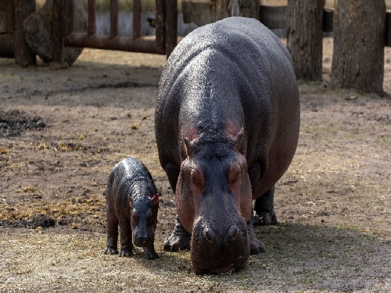 人工受孕的费用适合试管的益生菌哪些试管不能加热